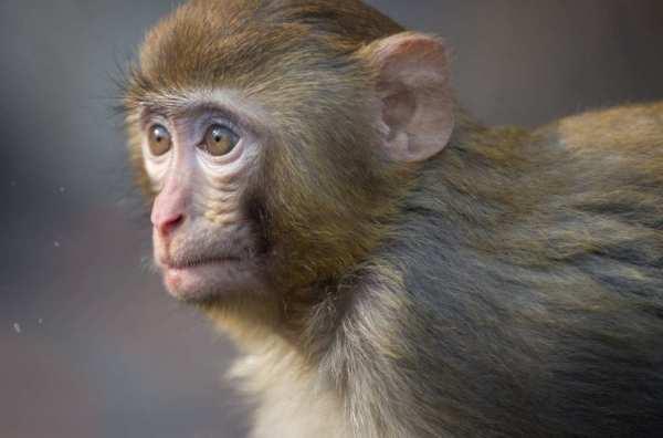 猴子欧美交配图片高清,高清图揭示动物世界神秘一面